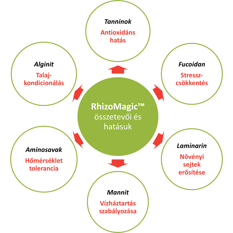 rhizomagic